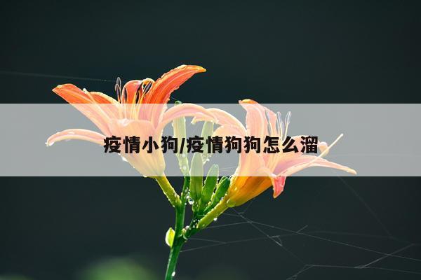 疫情小狗/疫情狗狗怎么溜