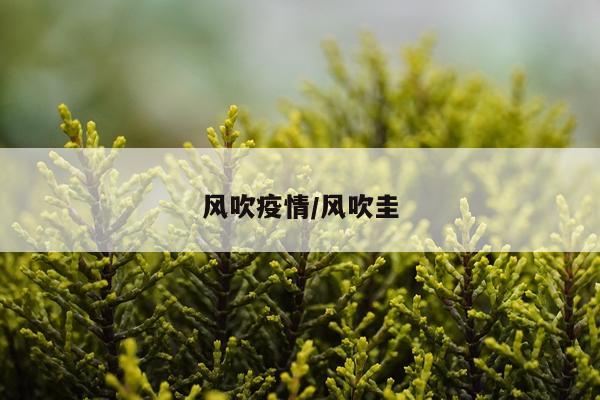 风吹疫情/风吹圭