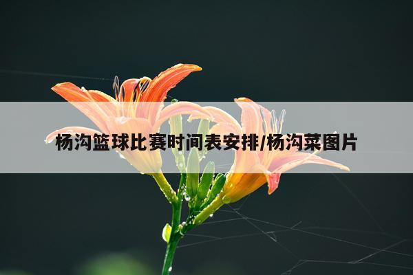 杨沟篮球比赛时间表安排/杨沟菜图片
