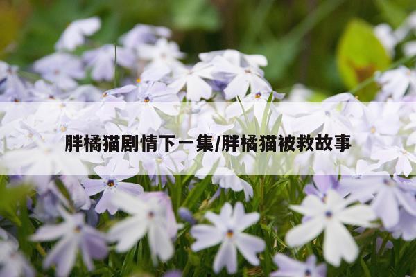 胖橘猫剧情下一集/胖橘猫被救故事